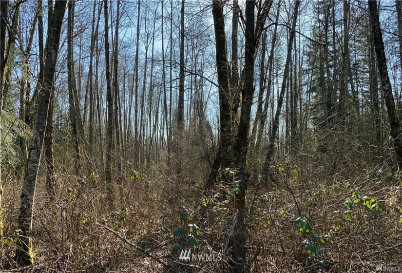 0 88th, Blaine, Washington 98230, ,Land,For Sale,88th,NWM1874857