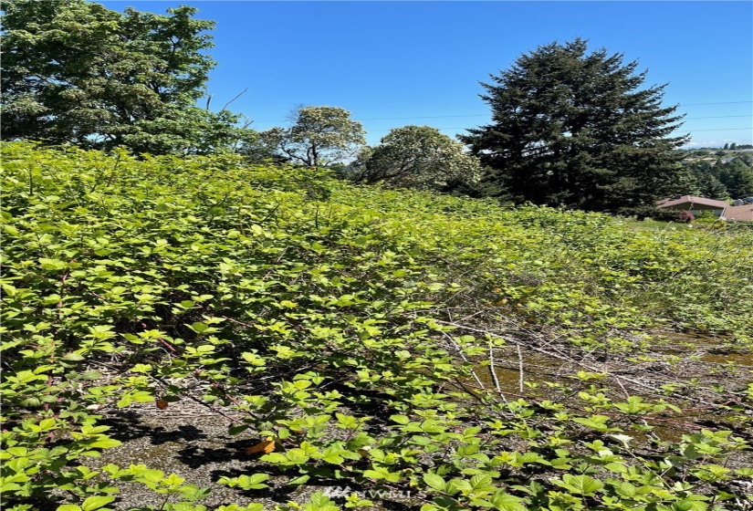 3309 Shorecliff, Tacoma, Washington 98422, ,Land,For Sale,Shorecliff,NWM1874527
