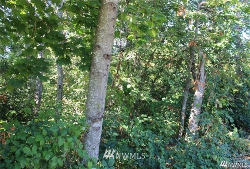 3025 Maplewood, Bellingham, Washington 98225, ,Land,For Sale,Maplewood,NWM1875059