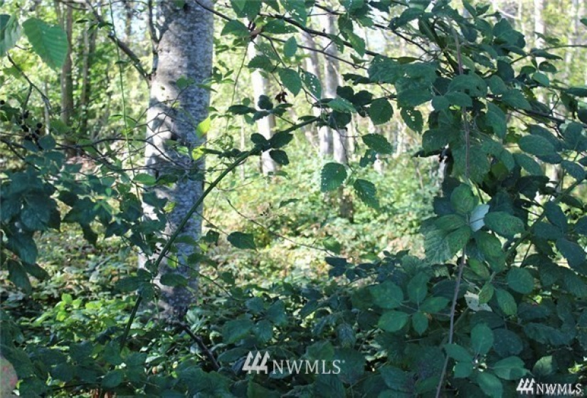 3025 Maplewood, Bellingham, Washington 98225, ,Land,For Sale,Maplewood,NWM1875059