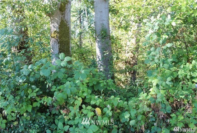 3025 Maplewood, Bellingham, Washington 98225, ,Land,For Sale,Maplewood,NWM1875059