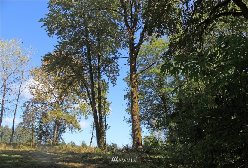7 Riverview, Humptulips, Washington 98552, ,Commercial Sale,For Sale,Riverview,NWM1874670