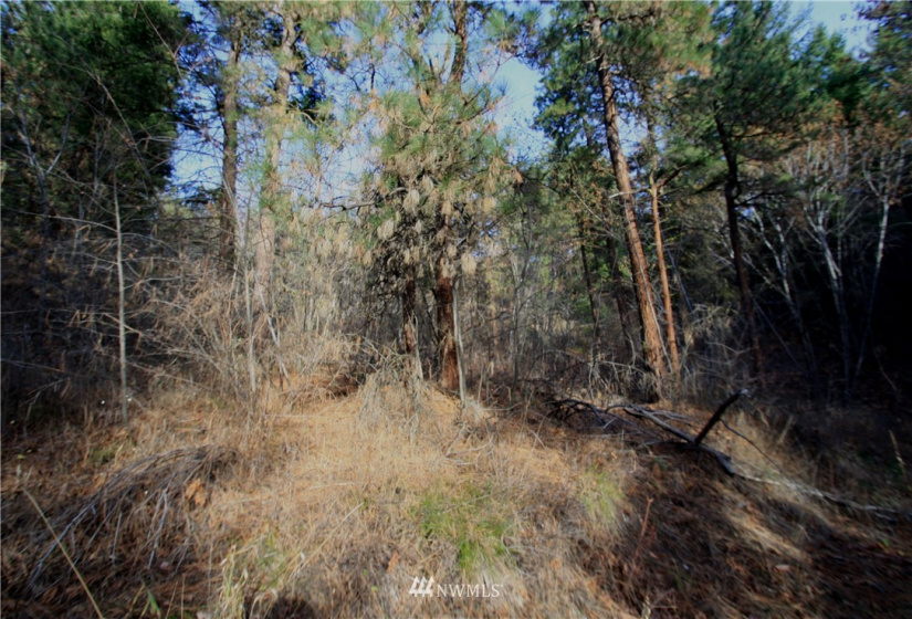 293 Rabbit, Leavenworth, Washington 98826, ,Land,For Sale,Rabbit,NWM1873641