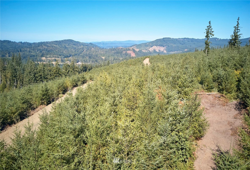 0 Bodine, Kelso, Washington 98626, ,Land,For Sale,Bodine,NWM1875443