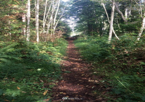 0 Lots A, B & C Rose, Bainbridge Island, Washington 98110, ,Land,For Sale,Lots A, B & C Rose,NWM1870212