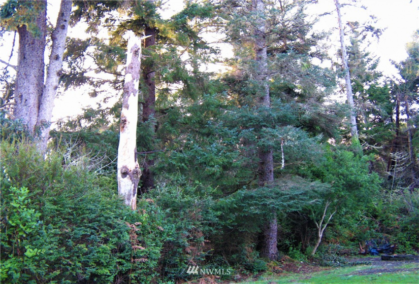 1101 309th, Ocean Park, Washington 98640, ,Land,For Sale,Surfside Estates,309th,NWM1875348