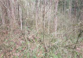 17628 Clear Lake, Yelm, Washington 98597, ,Land,For Sale,Clearwood,Clear Lake,NWM1871694