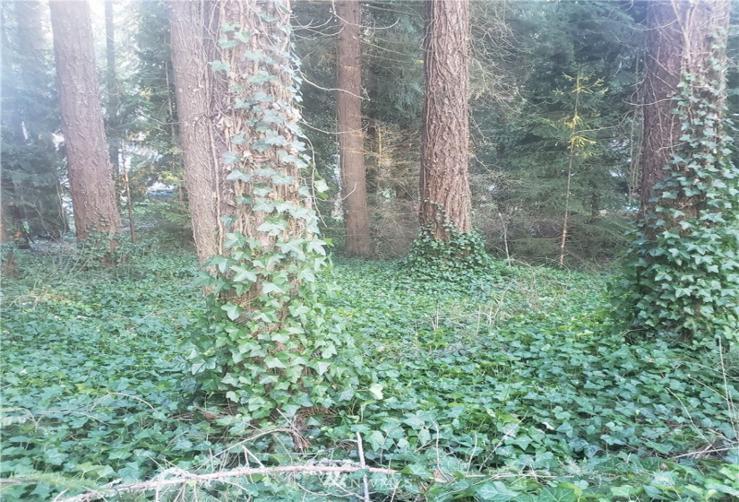 17339 East View, Yelm, Washington 98597, ,Land,For Sale,Clearwood,East View,NWM1871689