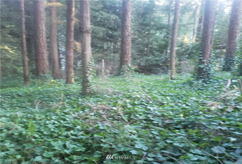 17339 East View, Yelm, Washington 98597, ,Land,For Sale,Clearwood,East View,NWM1871689