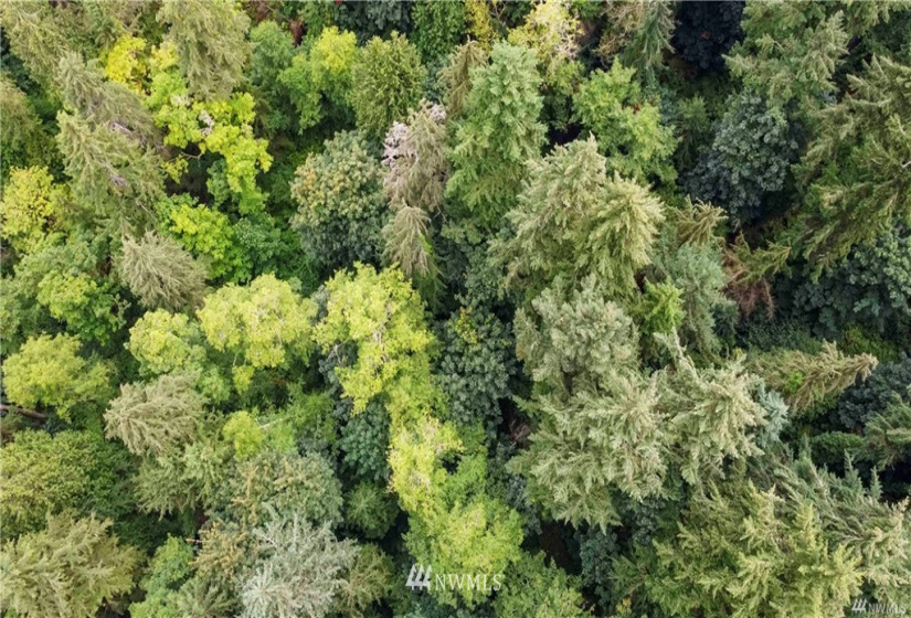 14462 18th, Burien, Washington 98166, ,Land,For Sale,18th,NWM1876529