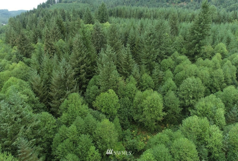 0 Thompson, Yacolt, Washington 98675, ,Land,For Sale,Thompson,NWM1876703