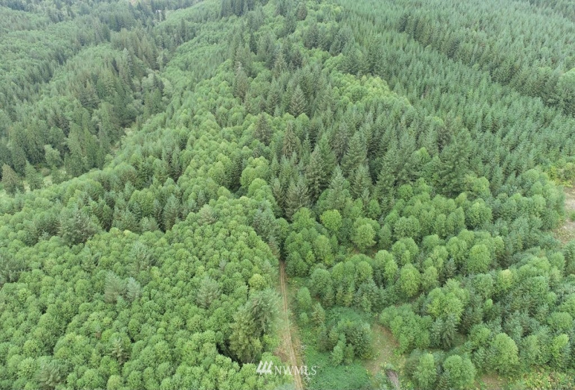0 Thompson, Yacolt, Washington 98675, ,Land,For Sale,Thompson,NWM1876703