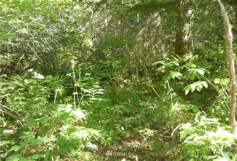 0 Thompson, Yacolt, Washington 98675, ,Land,For Sale,Thompson,NWM1876703
