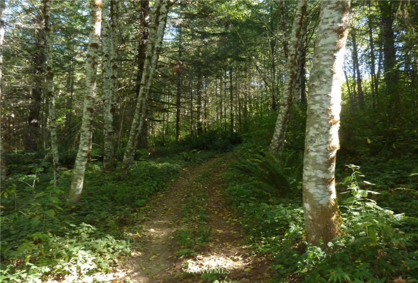 0 Thompson, Yacolt, Washington 98675, ,Land,For Sale,Thompson,NWM1876703