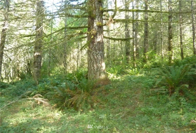 0 Thompson, Yacolt, Washington 98675, ,Land,For Sale,Thompson,NWM1876703