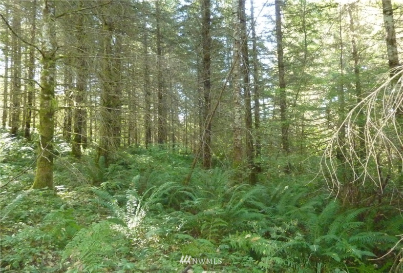 0 Thompson, Yacolt, Washington 98675, ,Land,For Sale,Thompson,NWM1876703