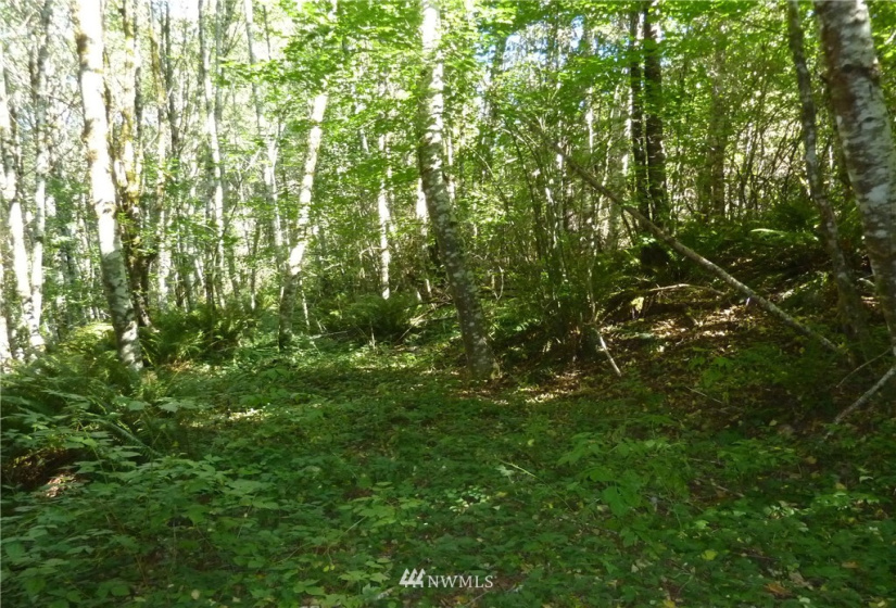 0 Thompson, Yacolt, Washington 98675, ,Land,For Sale,Thompson,NWM1876703