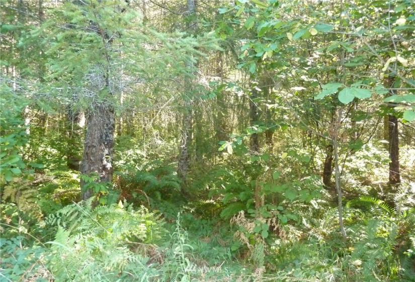 0 Thompson, Yacolt, Washington 98675, ,Land,For Sale,Thompson,NWM1876703