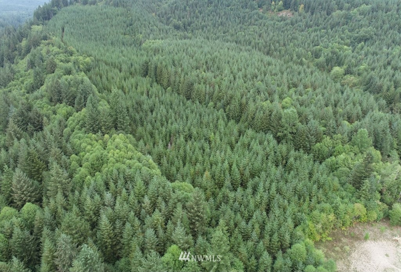 0 Thompson, Yacolt, Washington 98675, ,Land,For Sale,Thompson,NWM1876703