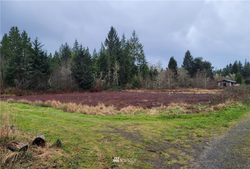 10915 Sandridge, Long Beach, Washington 98631, 3 Bedrooms Bedrooms, ,1 BathroomBathrooms,Residential,For Sale,Sandridge,NWM1876720