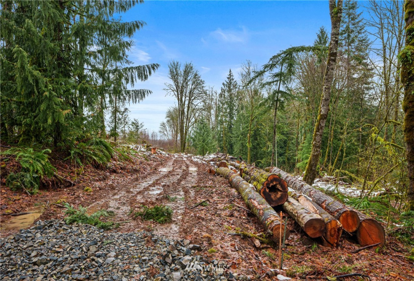241 Pascoe, Chehalis, Washington 98570, ,Land,For Sale,Pascoe,NWM1875997