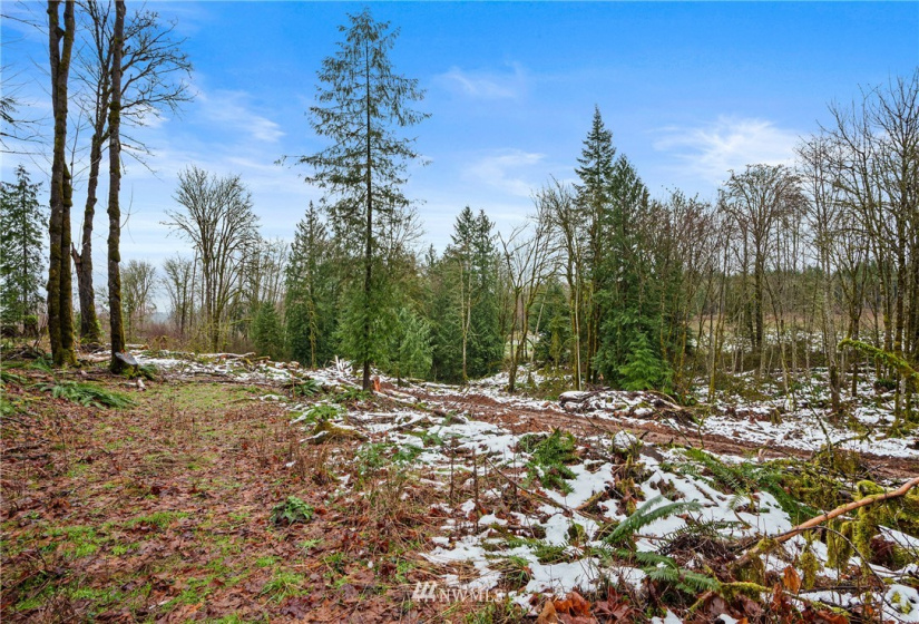 241 Pascoe, Chehalis, Washington 98570, ,Land,For Sale,Pascoe,NWM1875997