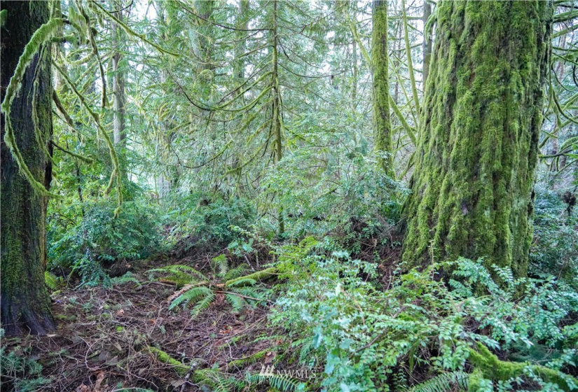 0 Anderson, Shelton, Washington 98584, ,Land,For Sale,Anderson,NWM1877250