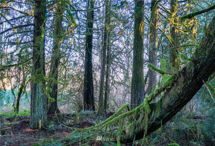 0 Anderson, Shelton, Washington 98584, ,Land,For Sale,Anderson,NWM1877250