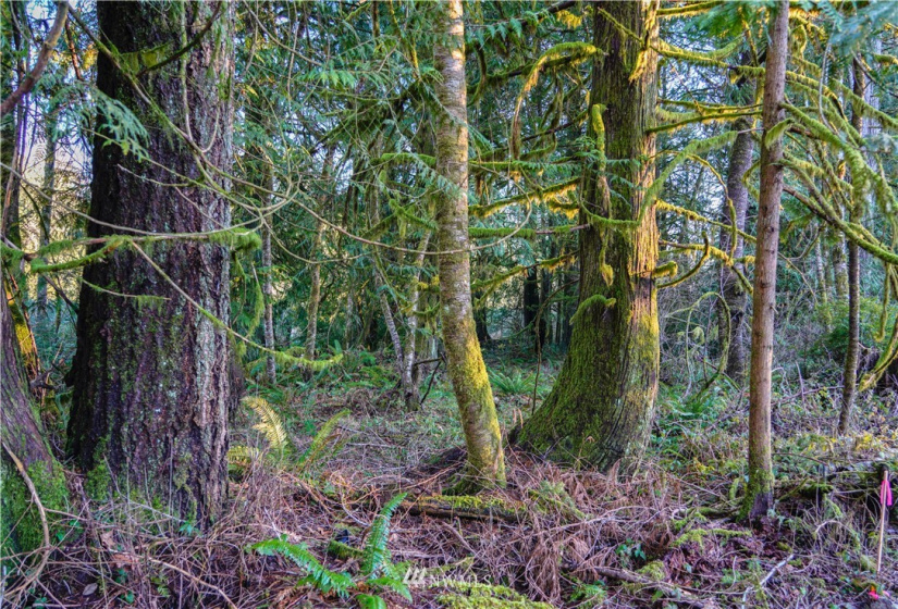 0 Anderson, Shelton, Washington 98584, ,Land,For Sale,Anderson,NWM1877250