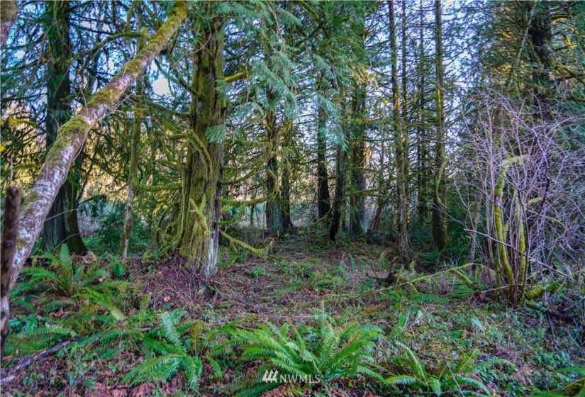 0 Anderson, Shelton, Washington 98584, ,Land,For Sale,Anderson,NWM1877250