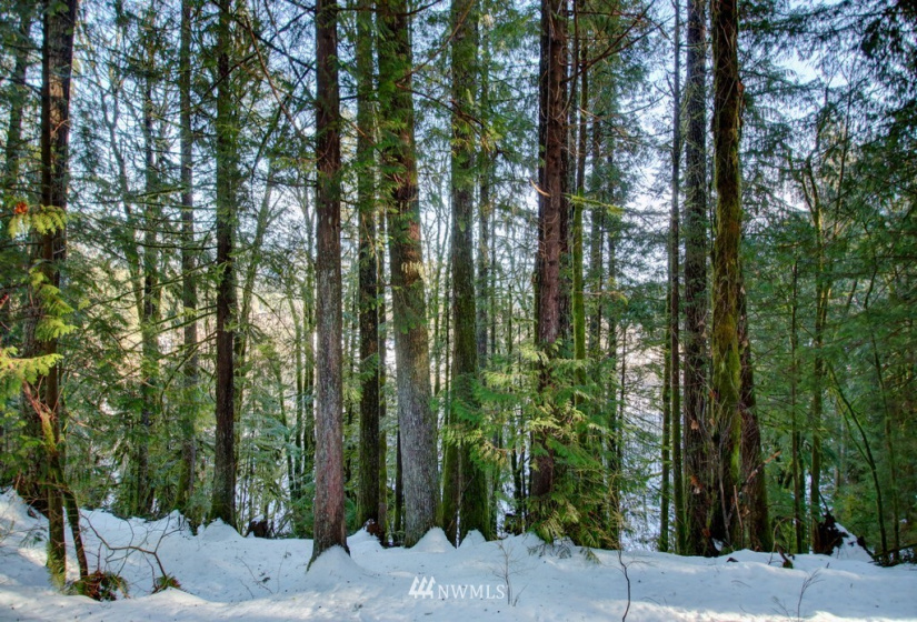 104 4 Christmas Tree Dr., Deming, Washington 98244, 1 Bedroom Bedrooms, ,1 BathroomBathrooms,Residential,For Sale,Christmas Tree Dr.,NWM1877350