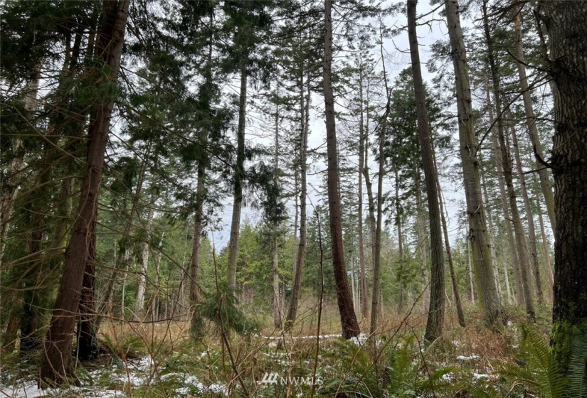 1854 Benson, Point Roberts, Washington 98281, ,Land,For Sale,Seldine Plat,Benson,NWM1877373