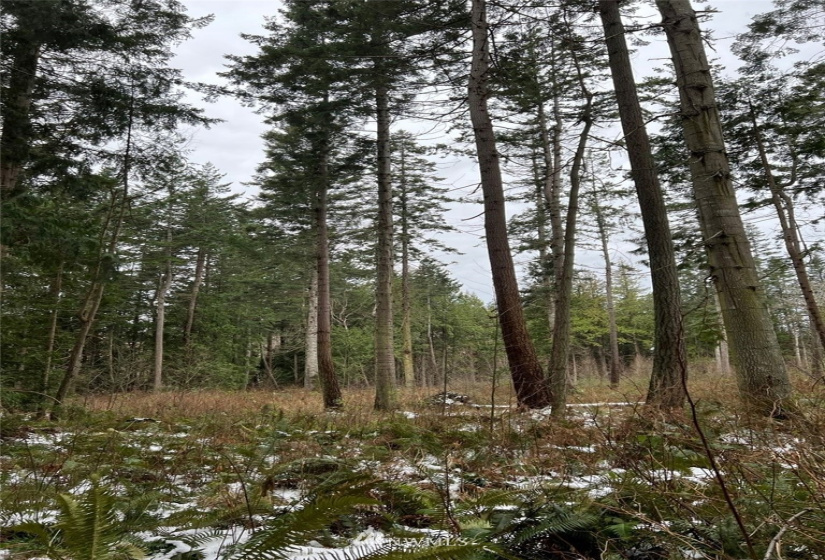 1854 Benson, Point Roberts, Washington 98281, ,Land,For Sale,Seldine Plat,Benson,NWM1877373