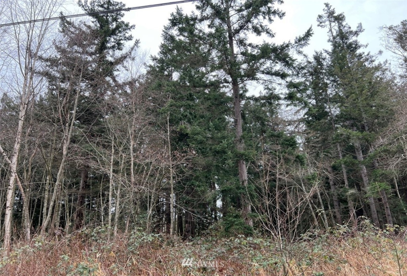 1854 Benson, Point Roberts, Washington 98281, ,Land,For Sale,Seldine Plat,Benson,NWM1877373