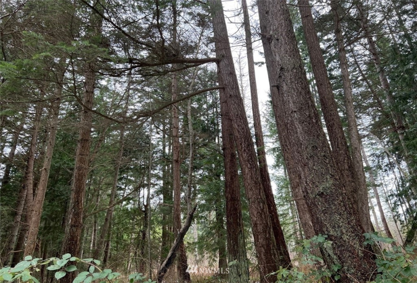 1854 Benson, Point Roberts, Washington 98281, ,Land,For Sale,Seldine Plat,Benson,NWM1877373
