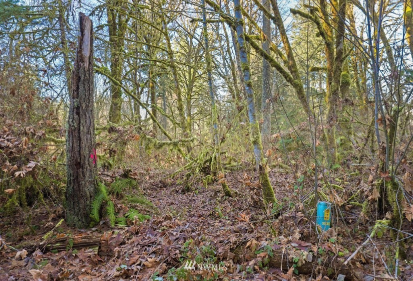 13810 115th, Gig Harbor, Washington 98329, ,Land,For Sale,115th,NWM1877238