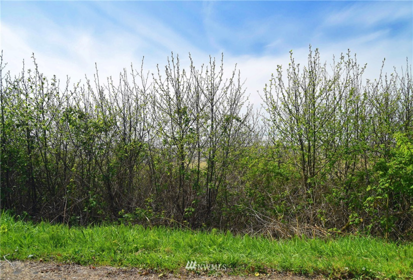 29 -6 Sunset St, Moclips, Washington 98562, ,Land,For Sale,PTN OF NORTH LOT OF BLA 18-11050073,Sunset St,NWM1877592