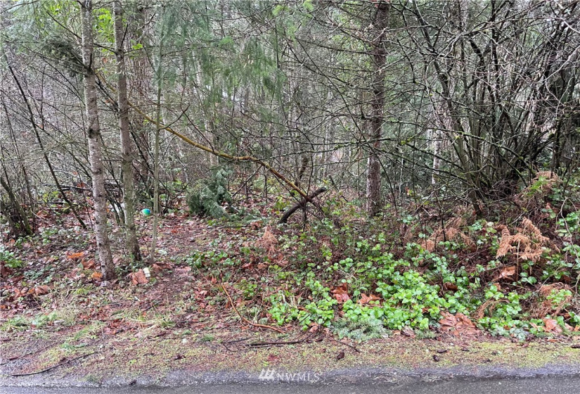 17609 Ridge, Yelm, Washington 98597, ,Land,For Sale,Ridge,NWM1876586