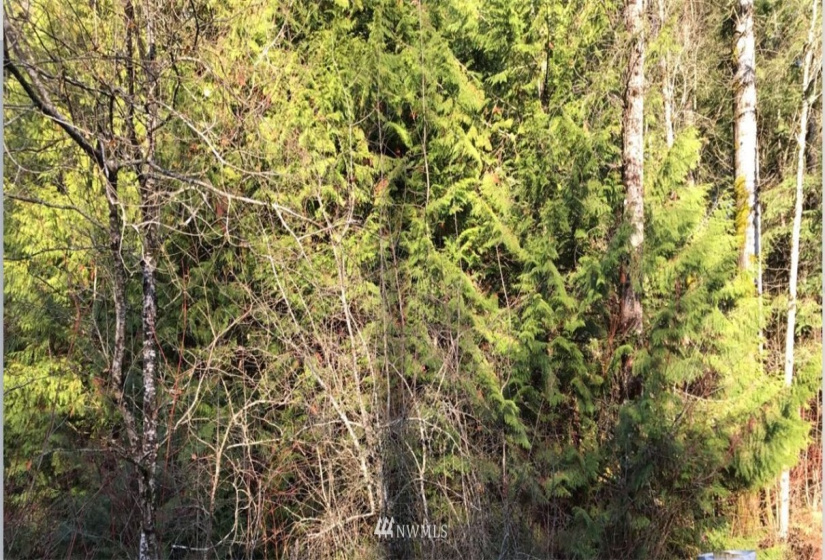 18802 62nd, Bonney Lake, Washington 98391, ,Land,For Sale,62nd,NWM1877496