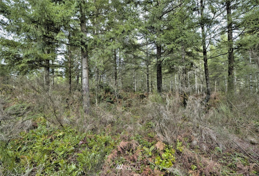 0 xxx State Route 3, Grapeview, Washington 98546, ,Land,For Sale,State Route 3,NWM1877207