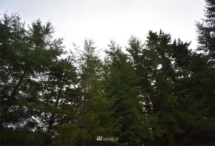 0 Rawlins Rd, Winlock, Washington 98591, ,Land,For Sale,Rawlins Rd,NWM1877654