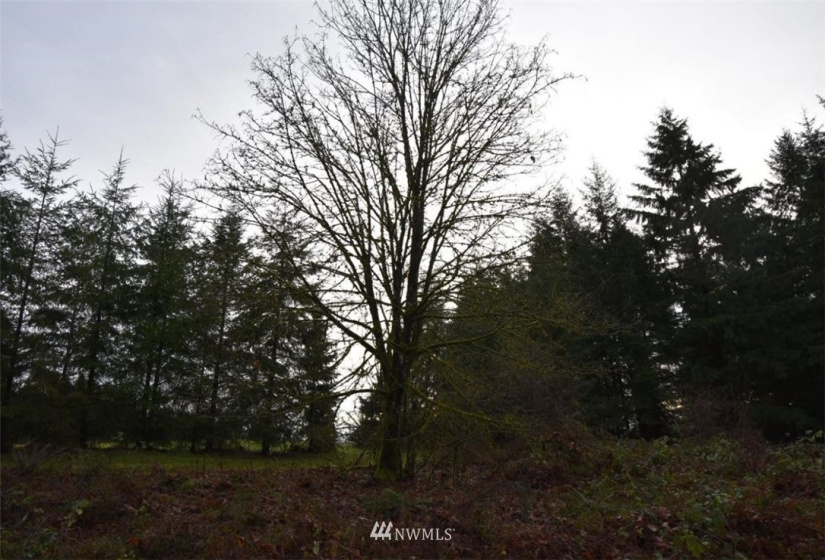 0 Rawlins Rd, Winlock, Washington 98591, ,Land,For Sale,Rawlins Rd,NWM1877654