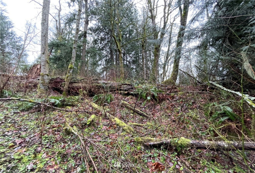 37 XXX Lake Walker, Enumclaw, Washington 98022, ,Land,For Sale,Lake Walker,NWM1866155