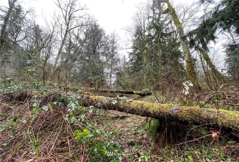 37 XXX Lake Walker, Enumclaw, Washington 98022, ,Land,For Sale,Lake Walker,NWM1866155