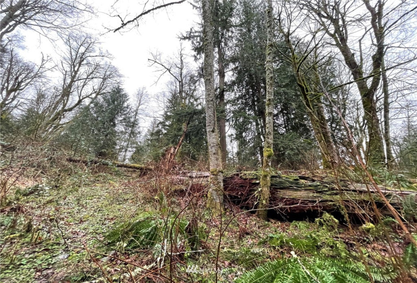 37 XXX Lake Walker, Enumclaw, Washington 98022, ,Land,For Sale,Lake Walker,NWM1866155