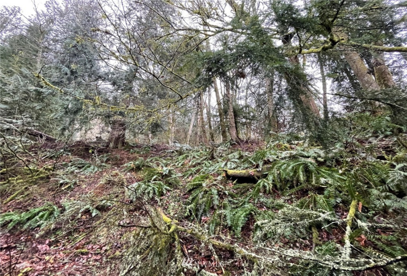 37 XXX Lake Walker, Enumclaw, Washington 98022, ,Land,For Sale,Lake Walker,NWM1866155