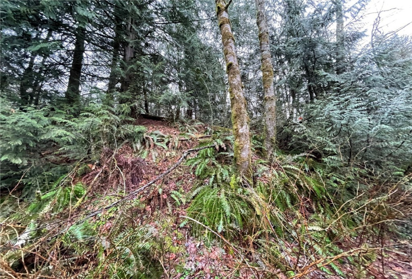 37 XXX Lake Walker, Enumclaw, Washington 98022, ,Land,For Sale,Lake Walker,NWM1866155
