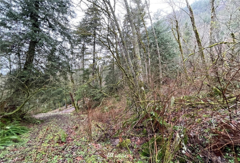 37 XXX Lake Walker, Enumclaw, Washington 98022, ,Land,For Sale,Lake Walker,NWM1866155