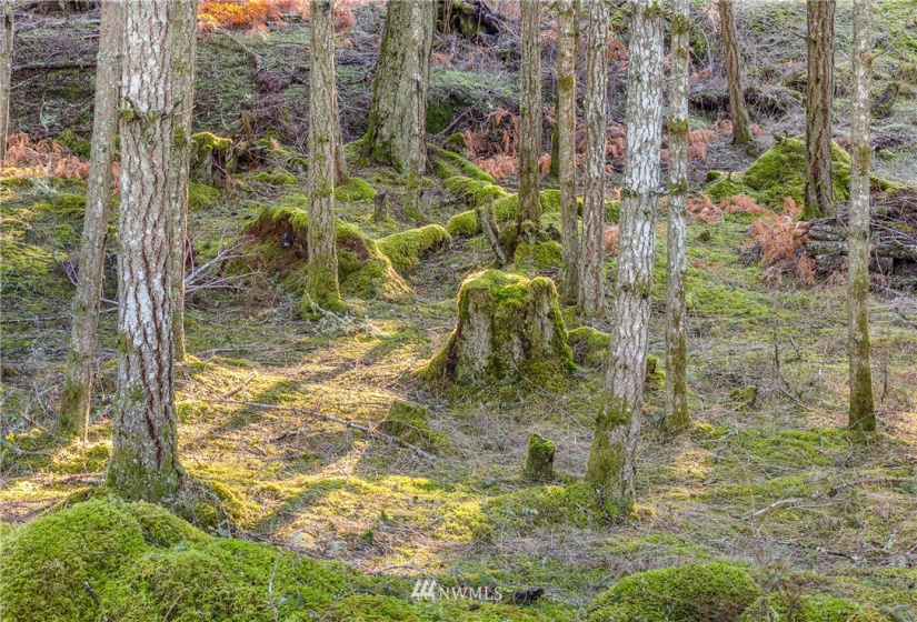 0 Mount Dallas, San Juan Island, Washington 98250, ,Land,For Sale,Mount Dallas,NWM1878680