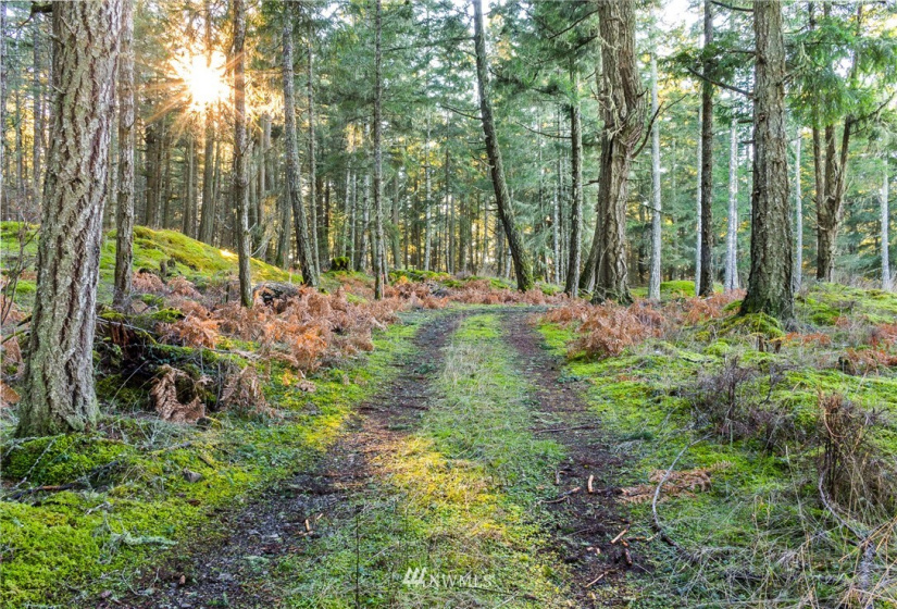 0 Mount Dallas, San Juan Island, Washington 98250, ,Land,For Sale,Mount Dallas,NWM1878680